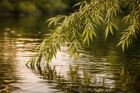Ива белая серебристая