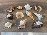 K16878 Коллекция морских ракушек раковин малых 12 шт.