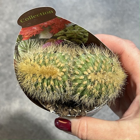 Эспостоа Гюнтери Кристата d7