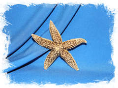 Морская звезда бежево-коричневая 10 см.