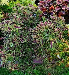 Эмбер Тай колеус КСР