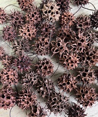 Шишки ликвидамбр 2-3 см