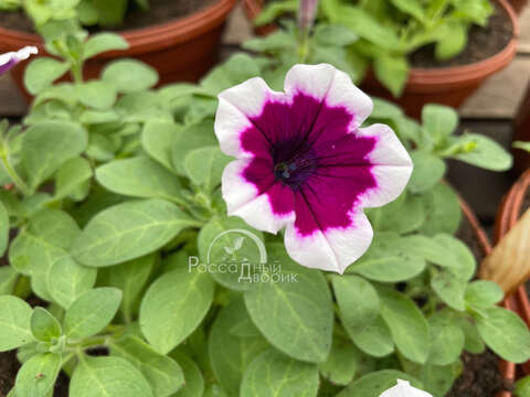 Петуния Capella Rim Raspberry