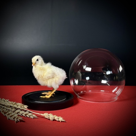 Цыплёнок в клоше