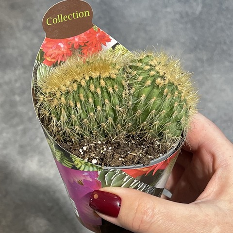 Эспостоа Гюнтери Кристата d7