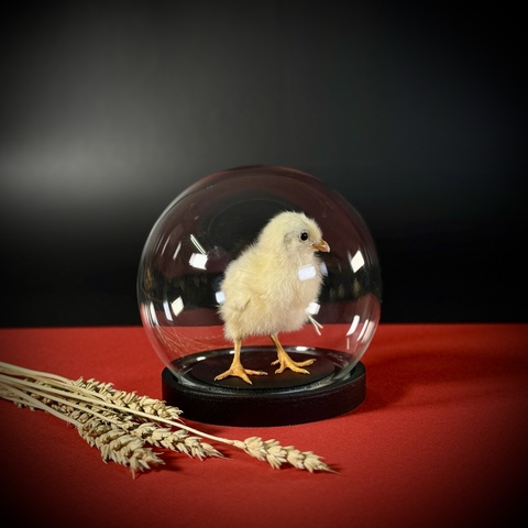 Цыплёнок в клоше