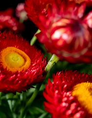 3906 Брактеанта GRANVIA RED FLAME