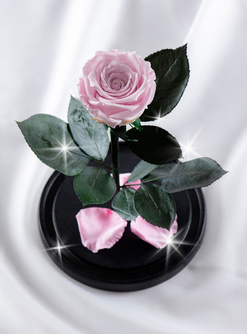 Роза в колбе премиум нежно-розовая