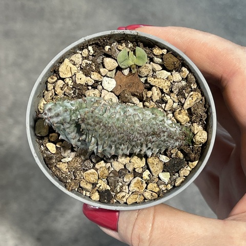 Эуфорбия Псевдоглобоза Кристата d7