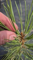 Teofrast Семена Сосна желтая Pinus ponderosa