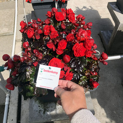 1203 Бегония BK COLLECTION CARMEN RED (Весна 2026)