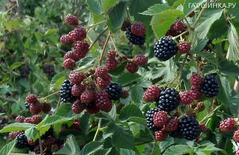 Ежевика Тонфри (бесшипная)