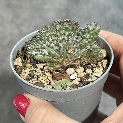 Эуфорбия Псевдоглобоза Кристата d7