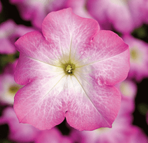 S6025 Петуния кустовая Grandiflora TriTunia Pink Morn 10шт.