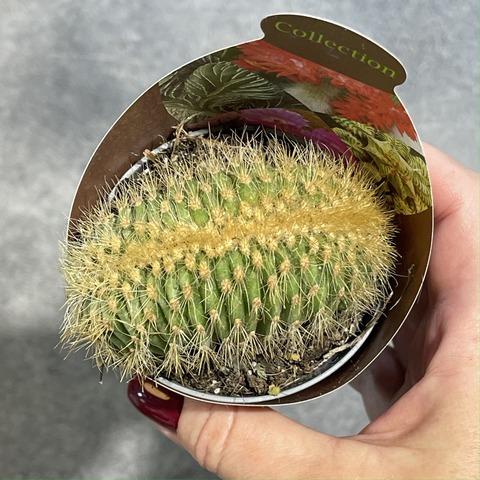 Эспостоа Гюнтери Кристата d7