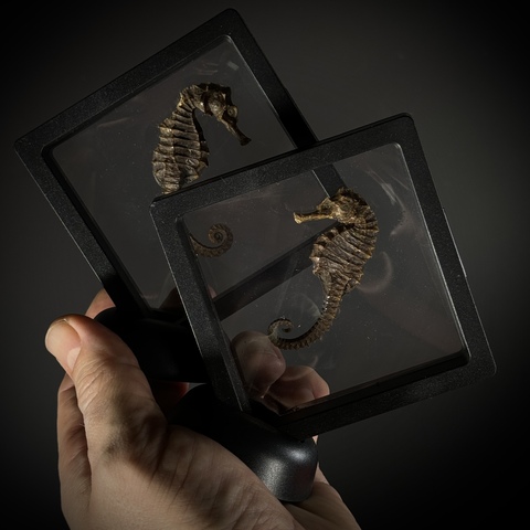 Морские коньки в рамке