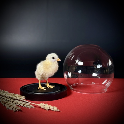 Цыплёнок в клоше