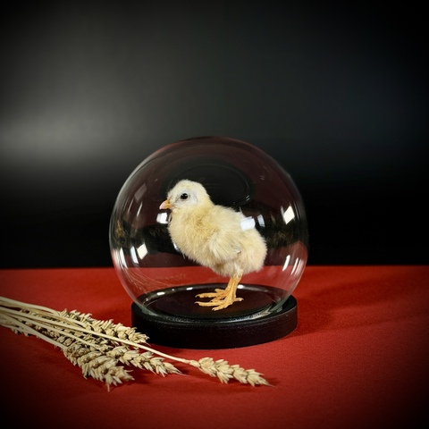 Цыплёнок в клоше