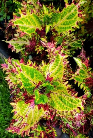 Утро в Париже LO колеус КСР