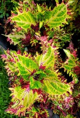 Утро в Париже LO колеус КСР