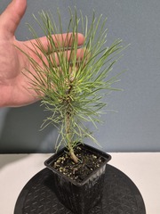Teofrast Семена Сосна желтая Pinus ponderosa