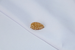 Ципрея клеопатра (Cribrarula cumingii cleopatra), 2,2см, 1шт