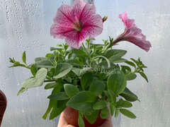 Петуния ампельная Opera светло-розовая с малиновыми прожилками