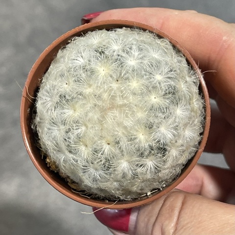 Маммиллярия Плюмоза d5