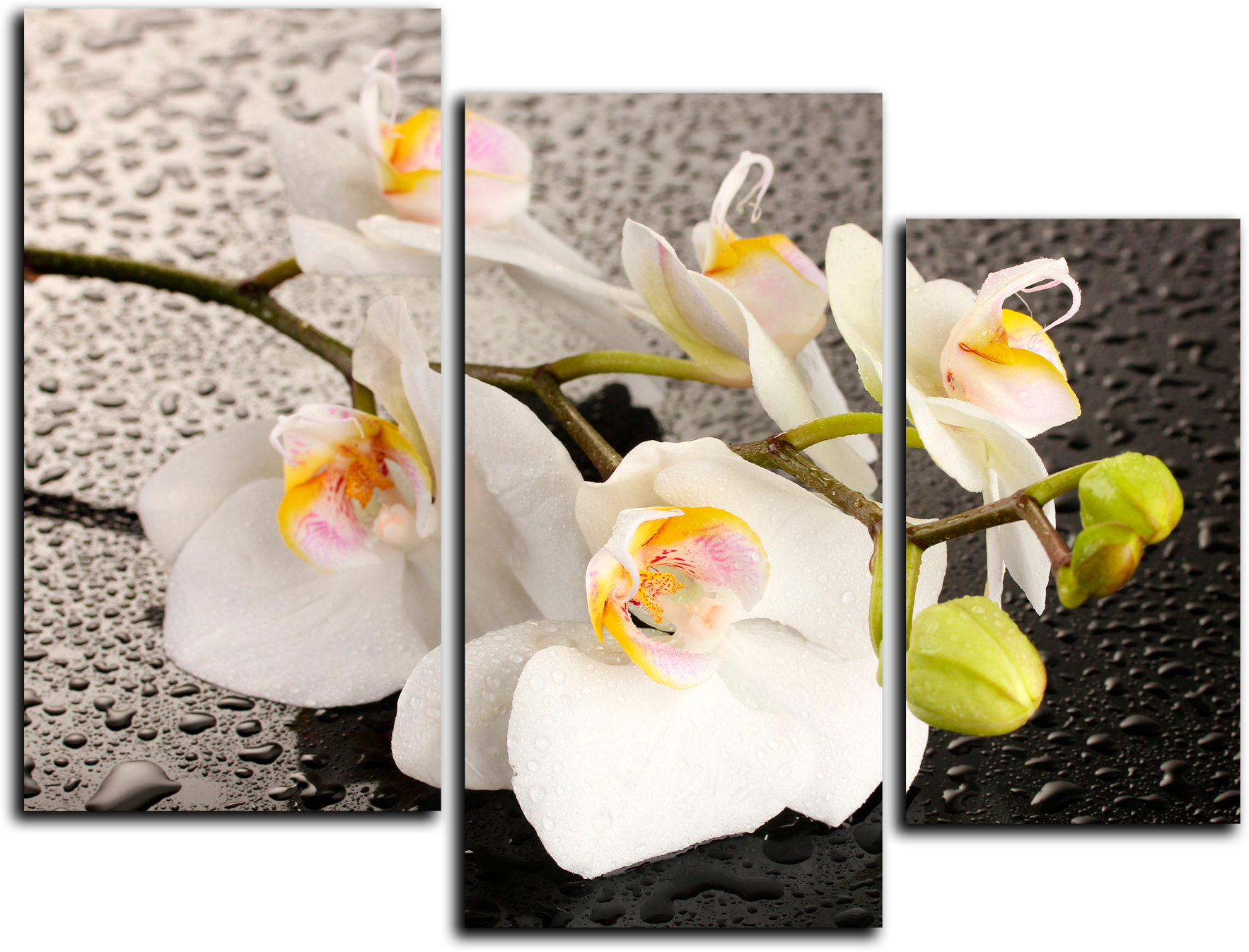 Цветы Модульная картина "Белые лепестки" М679.png