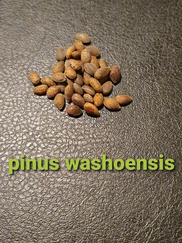 Семена Сосна Вашу Pinus washoensis