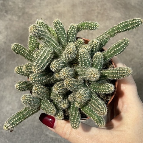 Хамецереус Сильвестри d8