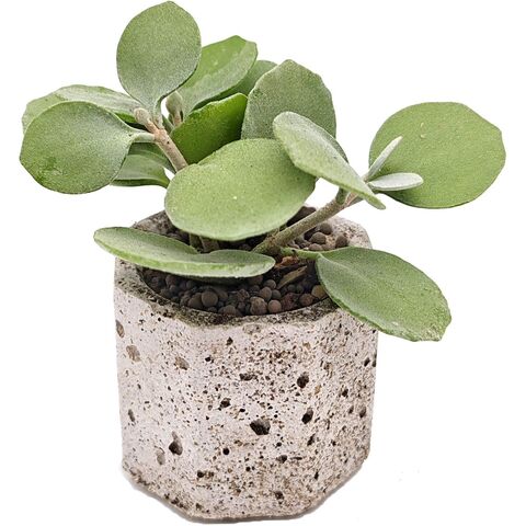 Суккулент Каланхое Хильдебранта