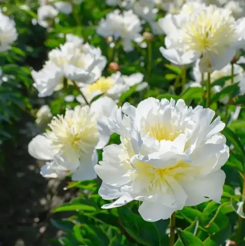 Пион травянистый 