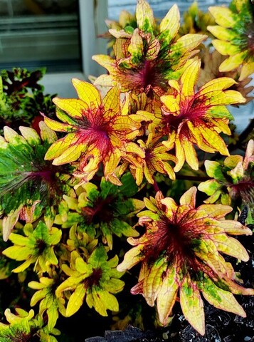 Эвон Тай колеус КСР