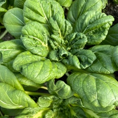 Татсой "О, Батат", 100 г