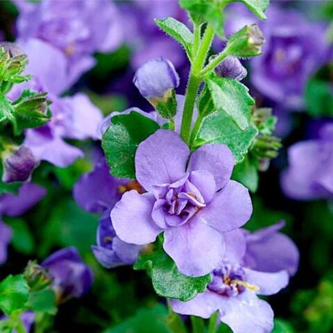 1040 Бакопа BARISTO DOUBLE LAVENDER