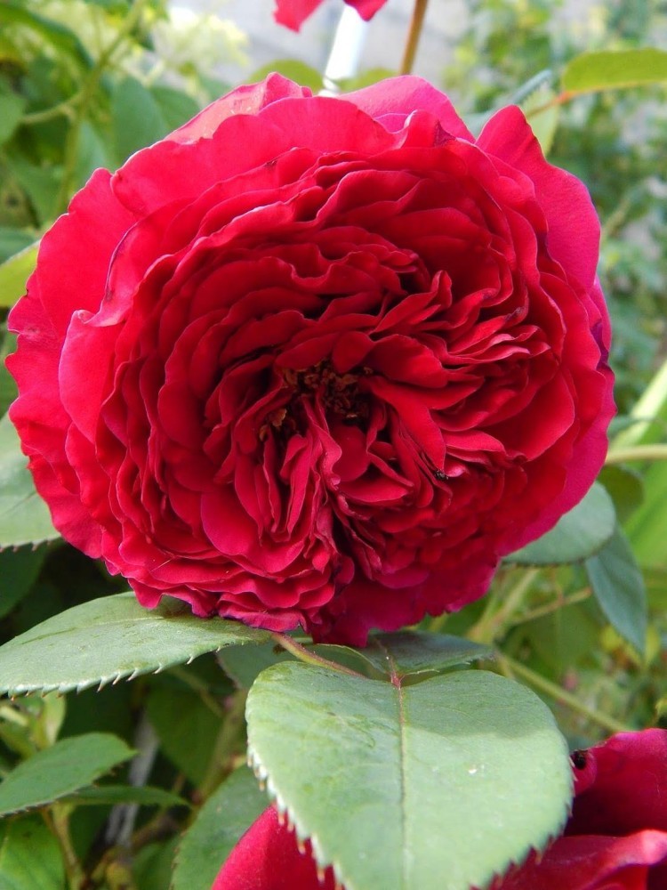 Роза ливерпуль фото и описание