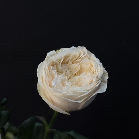 Роза кустовая пионовидная Darlington 60см