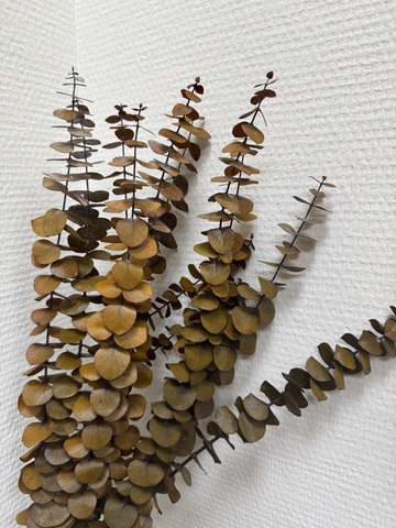 Эвкалипт Бейби блу Оливковый 70см (10шт в упак.)