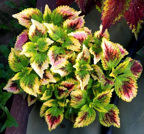 Эрик дракон TM колеус КСР