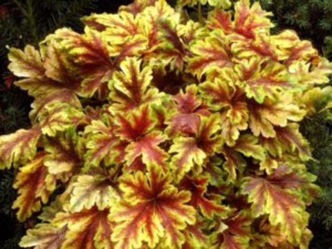 Гейхерелла Golden Zebra (Голден Зебра)