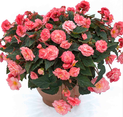 1245 Бегония SWEETSPICE ENGLISH ROSE (Весна 2026)