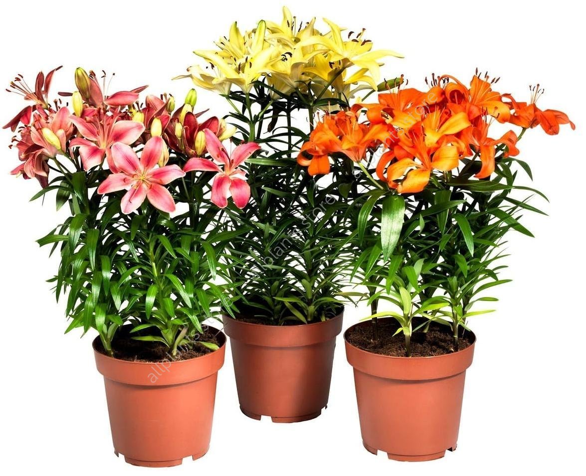 Oriental Lily (Lilium Hybrid) Pick Ontario