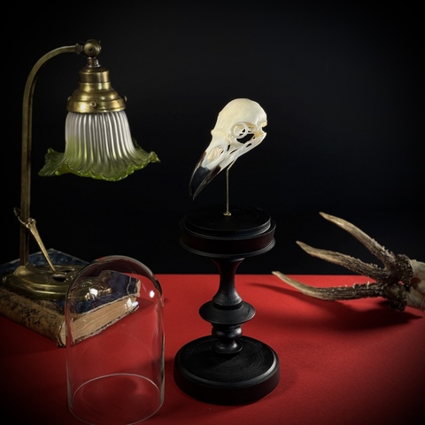 Череп ворона в клоше