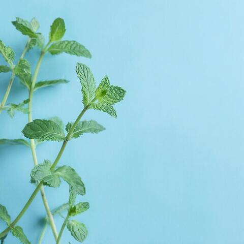 Отдушка «Мятный фреш», 10гр