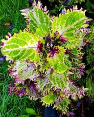 Утро в Париже LO колеус КСР