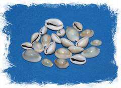 Каури Ципреи Аннулус, 2-2,3см, 100гр, 50шт