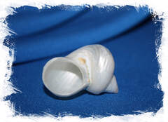 Турбо среброустый жемчужный, 6-7см, 1шт