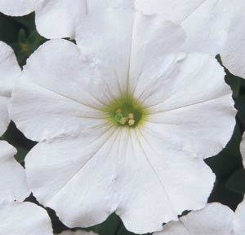 S60104 Петуния кустовая Multiflora Mirage White 10шт.