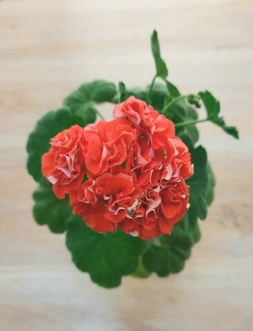 Пеларгония Orange Bud
